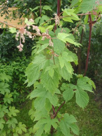 Humleplante